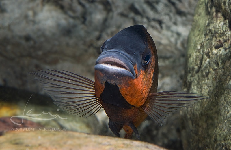 Petrochromis sp. 'red' Mahale Mountains NP